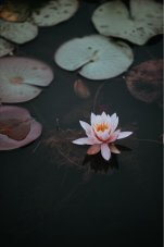 Lotus Çiçeği.jpg
